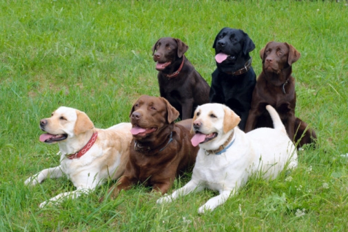 Labrador Pups